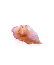 Load image into Gallery viewer, Arum Coupe Ambre-rose - Daum
