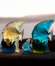 Load image into Gallery viewer, Maya Platax moyen modÃ¨le Jaune et bleu - Daum
